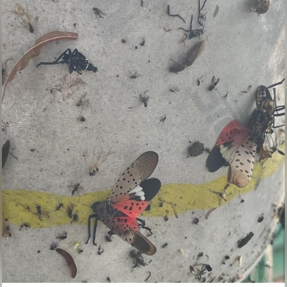 PIC Spotted Lantern Fly Trap, 1 Roll 20ft Roll Each,Flying Insect Trap,Glue Trap - Picture 9 of 11